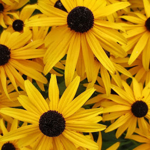 Meet your Posher, Janet